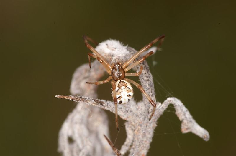 Latrodectus_hasselti_D7178_Z_89_Kidmans camp_Australie.jpg